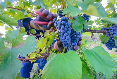 Grape harvest 2015: ever higher standards