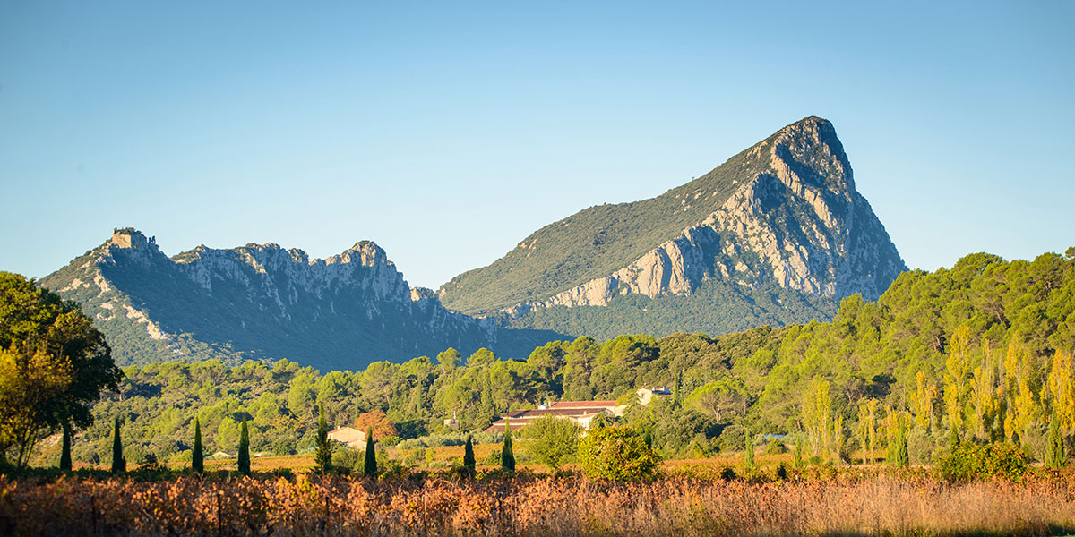 Ch teau La Roque Cru Pic Saint Loup