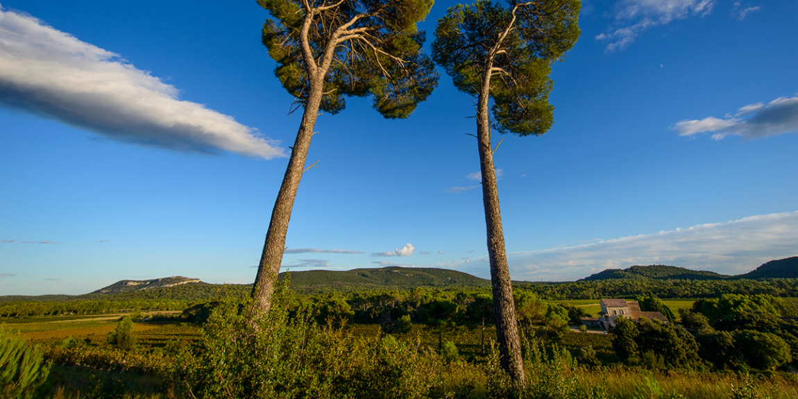 chateau_la_roque_hp_biodynamie_2.png