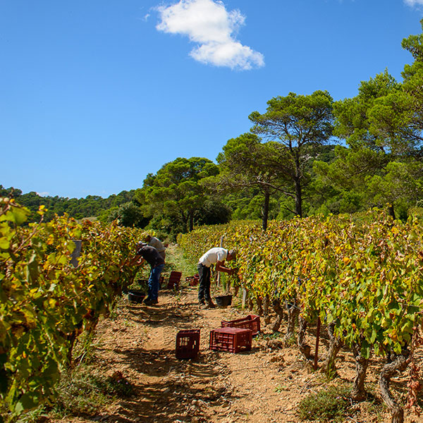 mourvedre.jpg