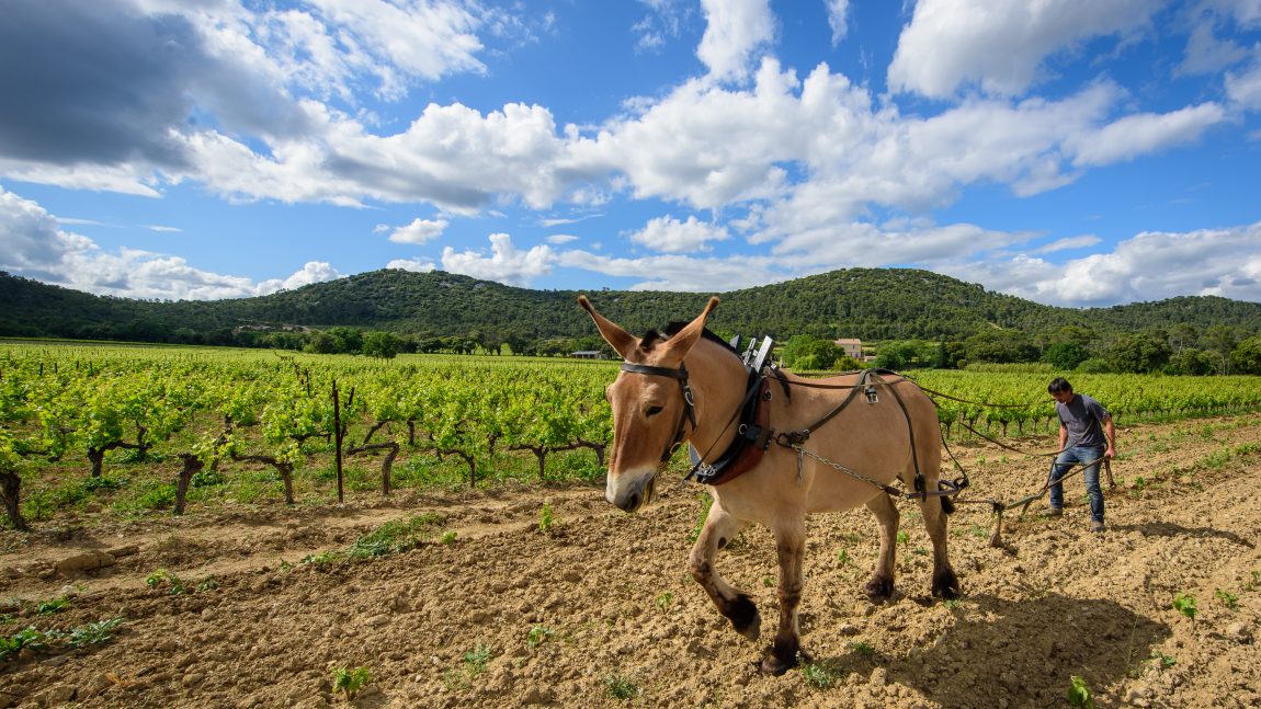 Un cheval dans les vignes – Dimanche 12 Mars 2017