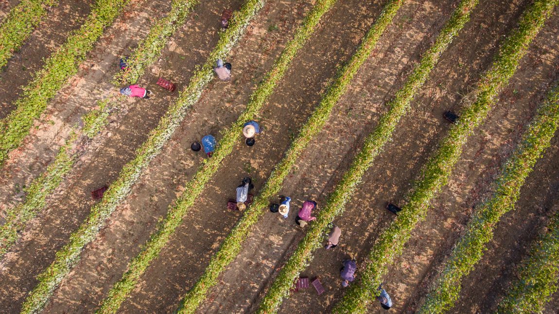 (Français) Vendanges 2017