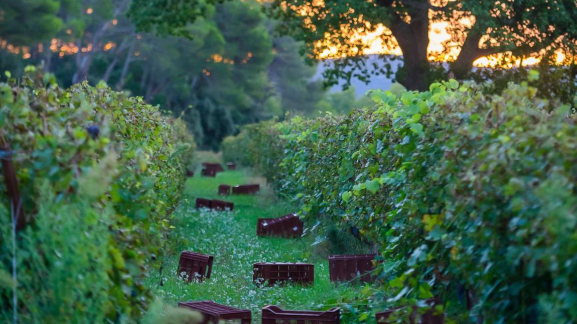 Concours-photo : « Regards sur les vendanges »