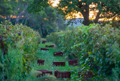 Concours-photo : « Regards sur les vendanges »