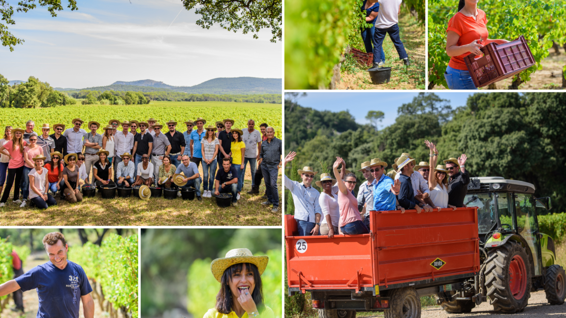 Immersion au cœur des vendanges