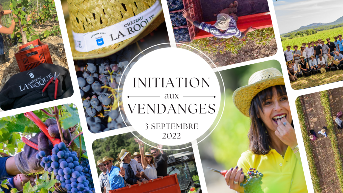 Vendanges-2022-3.png